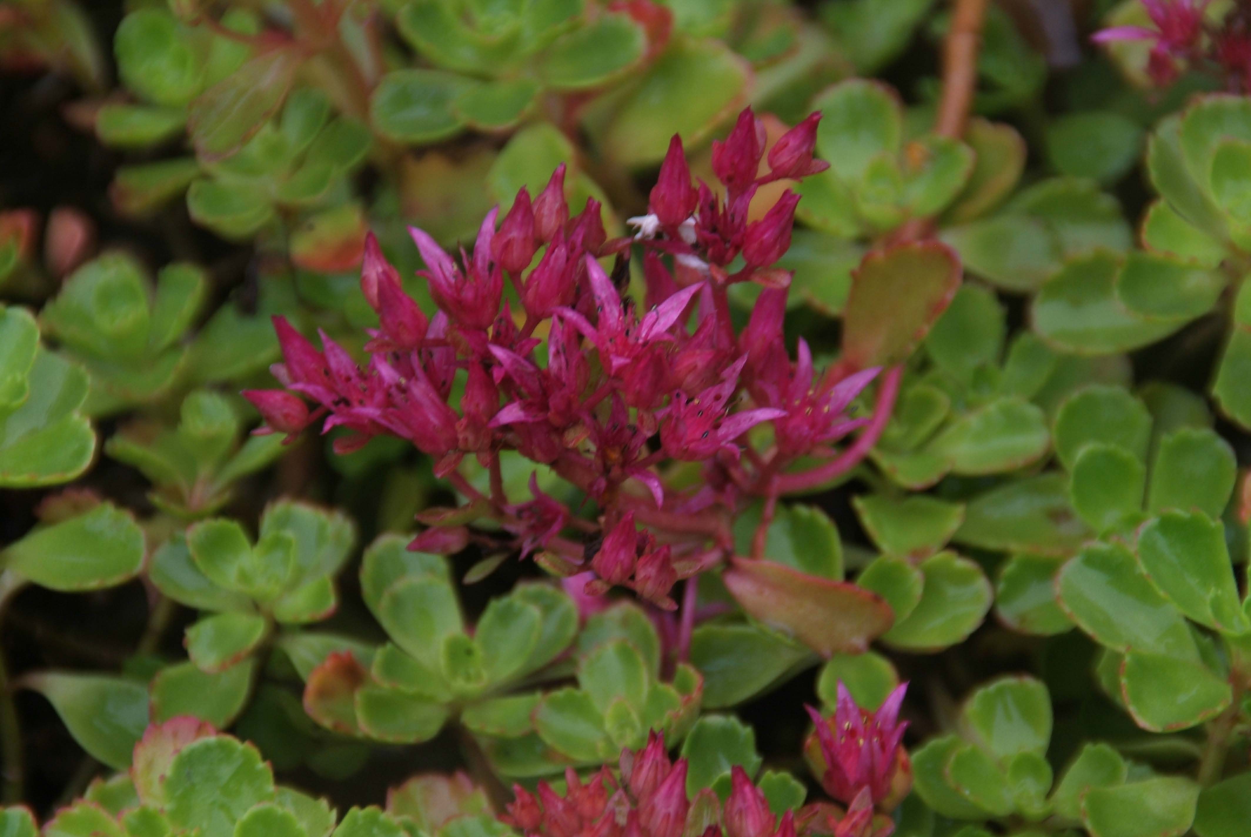 Sedum spurium 'Schorbuser Blut' Roze vetkruid bestellen